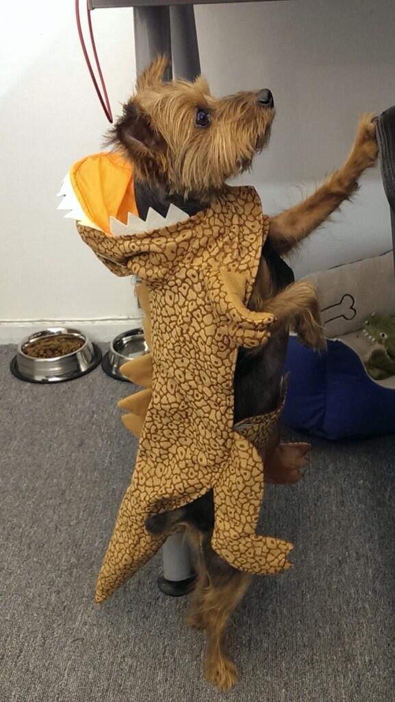chewie's tweet photo. @jeggerly thank you! http://t.co/zdbOLZ0qk9