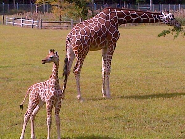 kaybeethatsme's tweet photo. Baby giraffe at the @CapeMayCountyZoo! Almost a month old, 150 lbs., &amp; 6'6"! http://t.co/ZBBaBJ9mCn
