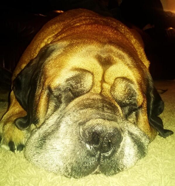 colleencorbin's tweet photo. My officemate is snoring. Who are you sharing your office with today? #officedog #xboxjobs #dreamjob #dreamdog http://t.co/IT9qak0nDq
