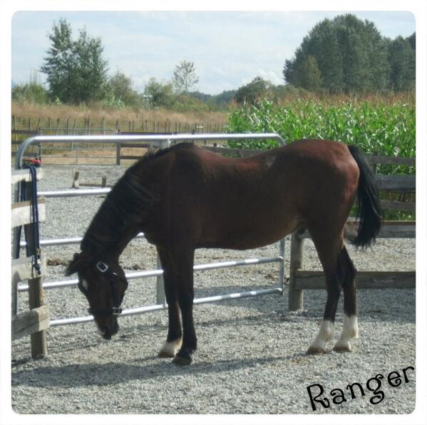 CircleFHorses's tweet image. Check out Fall #Newsletter &amp;amp; our #horses looking to be adopted to loving home circlef.ca/September2013N… #WednesdayWisdom