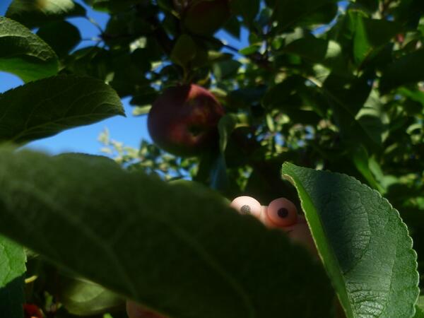 FriendsofStub's tweet image. Stub amongst the apple trees