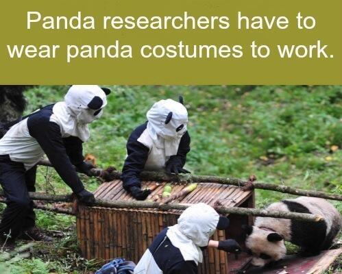 SashTam93's tweet photo. "Panda Researchers http://t.co/aU2S64Viol"