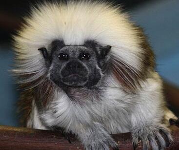 monkeyarns tweet picture