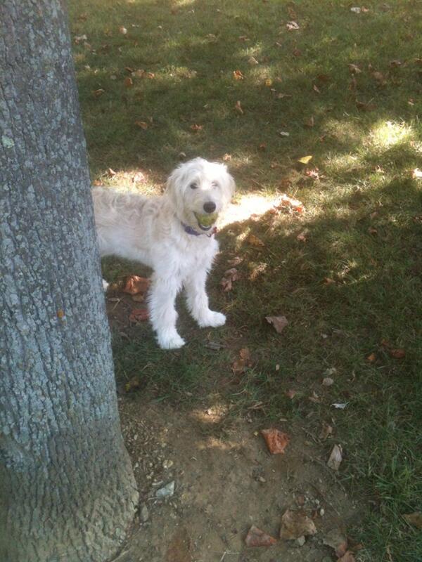 BaltyDog's tweet photo. Goldendoodle pup, 'Austen' is playing ball with her walker George. #goldendoodle #fetch #playtime http://t.co/HYzF2eiR6w