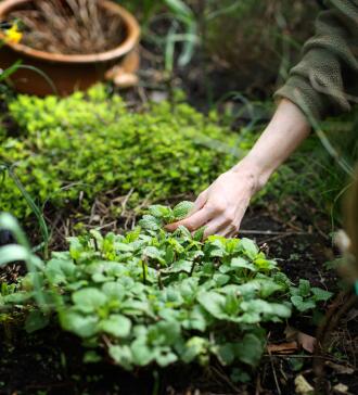 WeightLoss_Life's tweet photo. Safe Herbs to Lose Weight the Healthy Way -  http://t.co/GKR194joud http://t.co/HIdK4isHu9