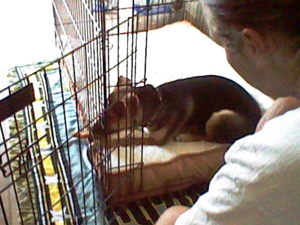 my new dog 3 and a half months isn't she CUTE!!!!!!!!!!!!!