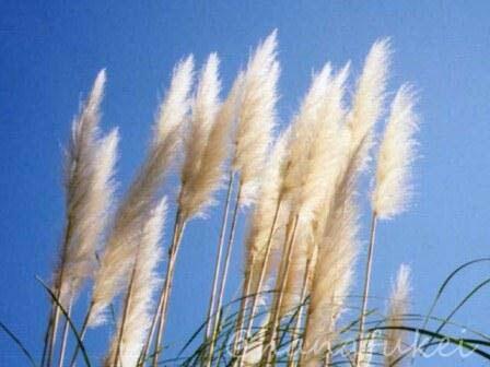 hanafukei's tweet photo. パンパスグラス　撮影地：東京都 神代植物公園 #PampasGrass

和名はシロガネヨシ。原産地はブラジル、アルゼンチン、チリなどの南米大陸の草原（パンパス）。 https://t.co/ztNpTopuaV