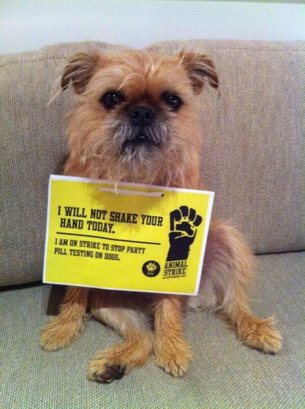 PAMsLOvE's tweet photo. #animalstrike 2day 2 stop party pill testing on dogs. Pls sign petition http://t.co/XPjXTtUYVG RT! http://t.co/m0Etr0OLQW via~ @PawJustice