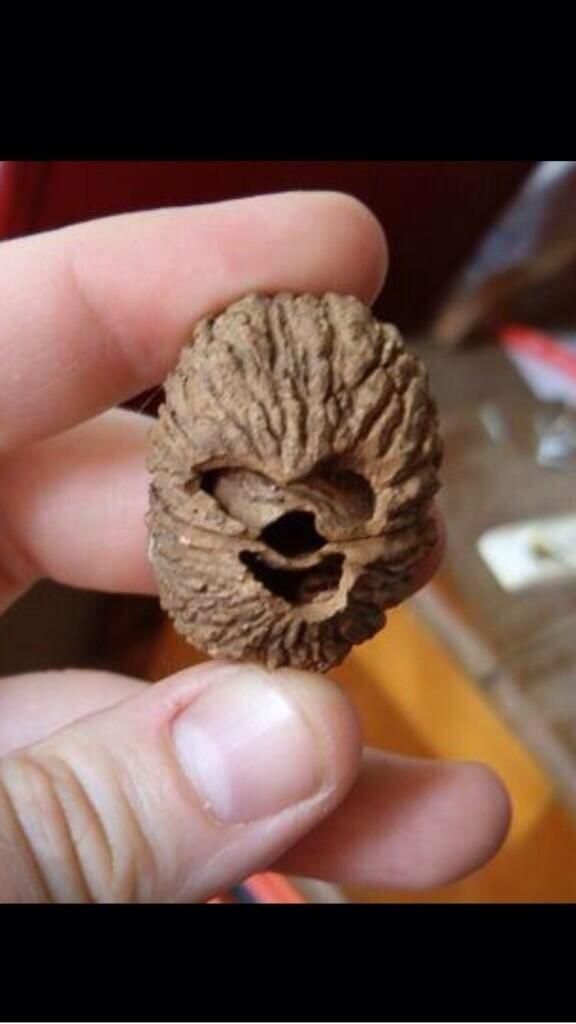 We interrupt your twitter feed to bring you this walnut that looks like Chewbacca.
