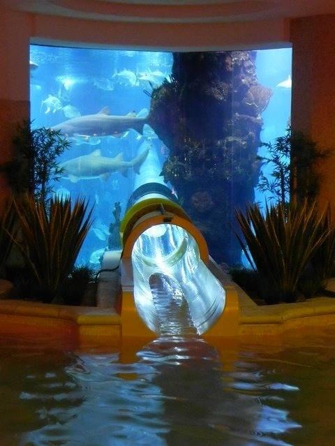 UberFacts's tweet photo. There's an aquarium with a water slide that goes through a shark tank. http://t.co/cF8K7m12Tg