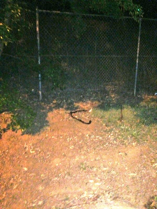 JesseSlok's tweet photo. Almost got bit by this black fella.
#nitesg
#thursdayslunchvoucher
#HumpDay 
#carbloading
#Canhuntblackfullastyle http://t.co/aFmagrUi9h