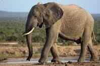 tubbrobert's tweet photo. @lucwegener. #olifant #dieretuin #myhero http://t.co/S0iPMQEPcm