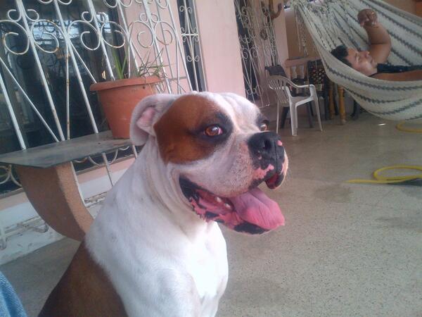 me voy de viaje con el blanco