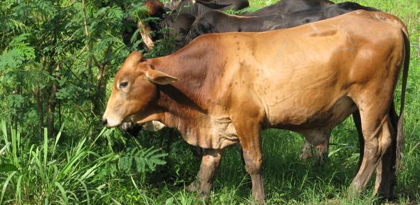 ShayneOnChayne's tweet photo. Sustainable livestock production is possible | University of Cambridge

Found at http://t.co/3RfIMBwVnm http://t.co/SvakpkcVEV