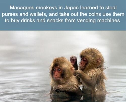 BestProFacts's tweet photo. Macaques Monkeys http://t.co/n6l8DupG6b