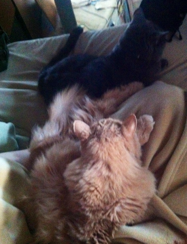 OurLifeInDrive's tweet photo. The morning gauntlet: "Go on, just try to get out of bed..." #catsrule #cantgetoutofbed http://t.co/738FWzbSFK