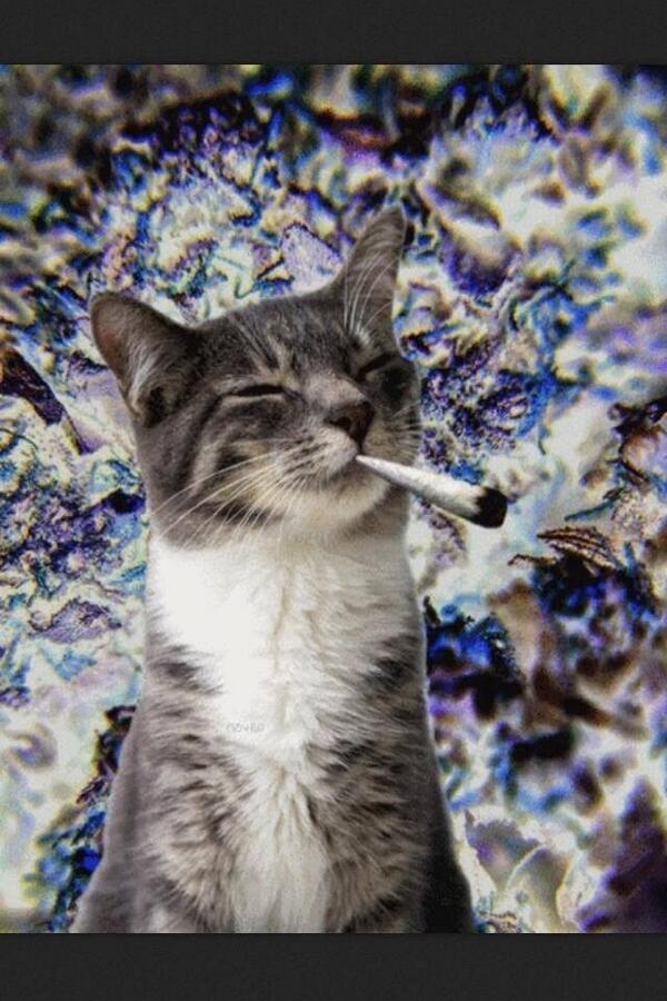 Chasinglimpy's tweet image. Only weed