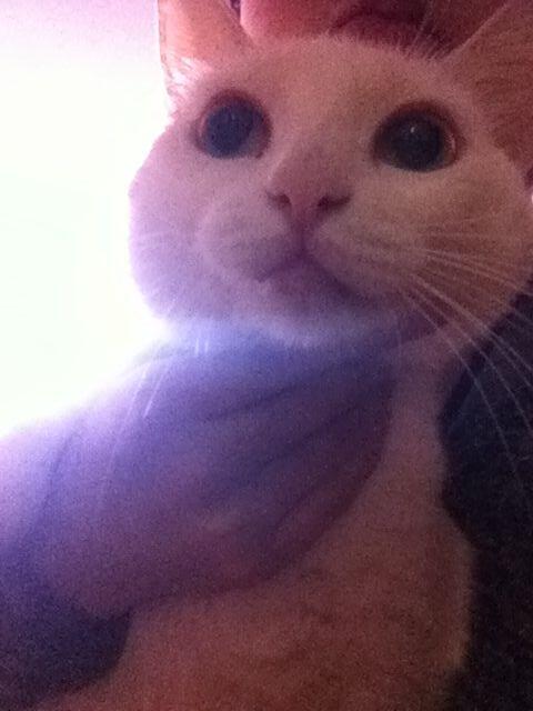 pyjlisa's tweet photo. Miumiu 정말 귀엽다！！！ http://t.co/kAWdGZkCQL