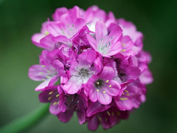 hortipedia's tweet photo. Hortipedia - Armeria maritima http://t.co/vCOiiwVKKp http://t.co/TFWGktN5Zn