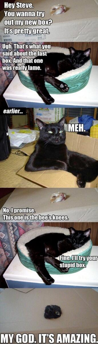allfunnyanimals's tweet photo. #lolcats http://t.co/8U8Y4iIQ0Z