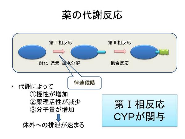 薬の代謝は複雑ですが、この図だけでも大分理解できます。要は、薬は