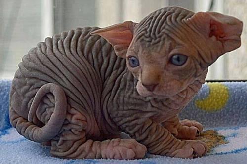 القطة الصلعاء اول ظهور لهذا القطة في كندا عام 1966