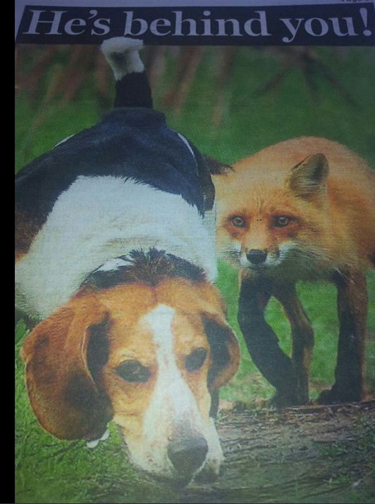 bexatherself's tweet photo. Cheeky Charlie @FoxhuntingLife http://t.co/DoS0OFlKsn