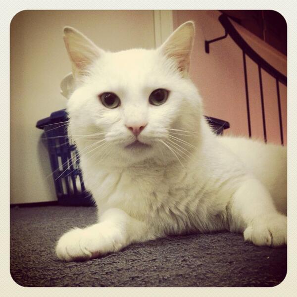 leah_weinbaum's tweet photo. Bruce Bandito-handsome Aussie bloke http://t.co/b4qkJMNoaL