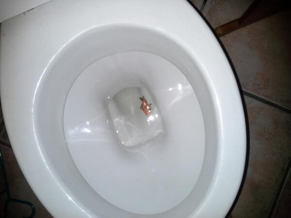 Rip baardjie <a href="/Danlights88/">Daniel Lightley</a>  <a href="/Alistair_Van/">Alistair van Schoor</a>  <a href="/TimeveTim/">Tim Everett</a>