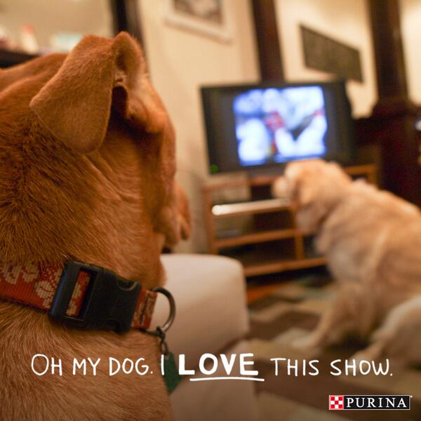 Purina's tweet photo. Retweet if you watch TV with your four-legged pal! Rex and Madison are excited for the new fall TV lineup: http://t.co/s79OPAMxXs