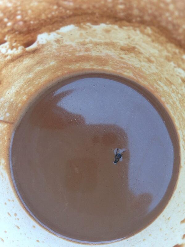 mattadamsapple's tweet image. That beautiful coffee I just posted... Ruined... #ShooFly #StoryOfMyLife #HashtagAttack