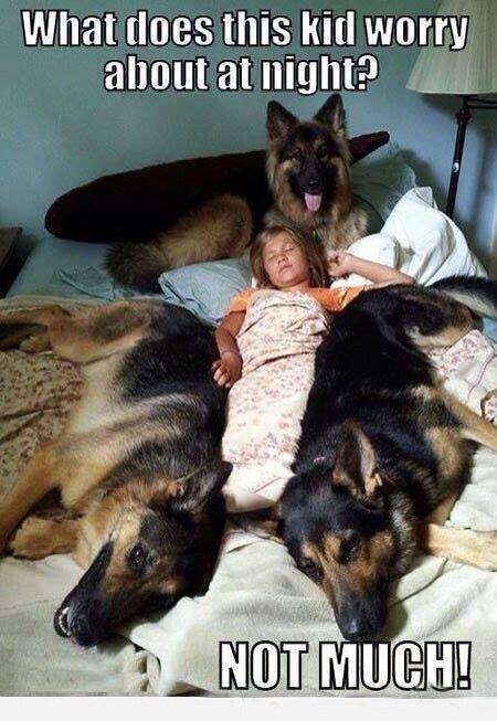 Pitbull Evolution tweet media