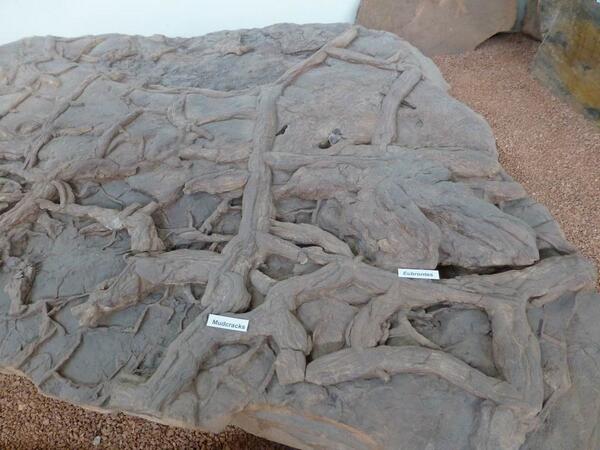 Super sedimentary structures: mudcracks &amp; dinosaur tracks, dinosaur discovery site <a href="/SGDinoDiscovery/">Dinosaur Discovery</a> Utah