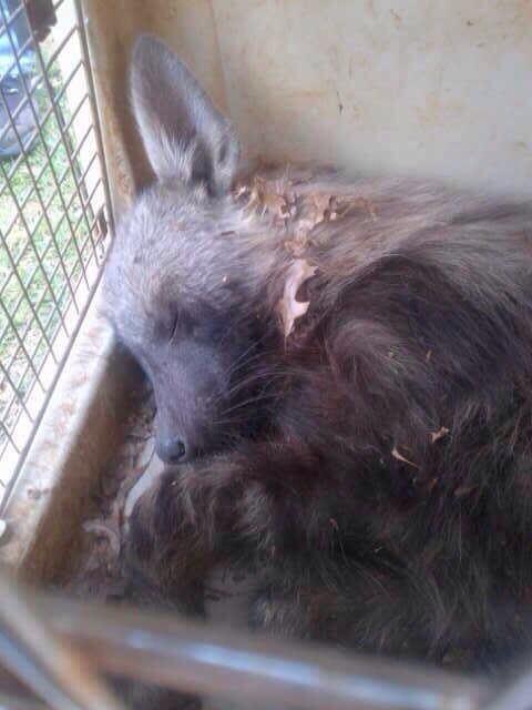 Jhb weather looking up!! Pretty epic ride this morning ... Especially with this guy on the loose... #gamedriveinjhb