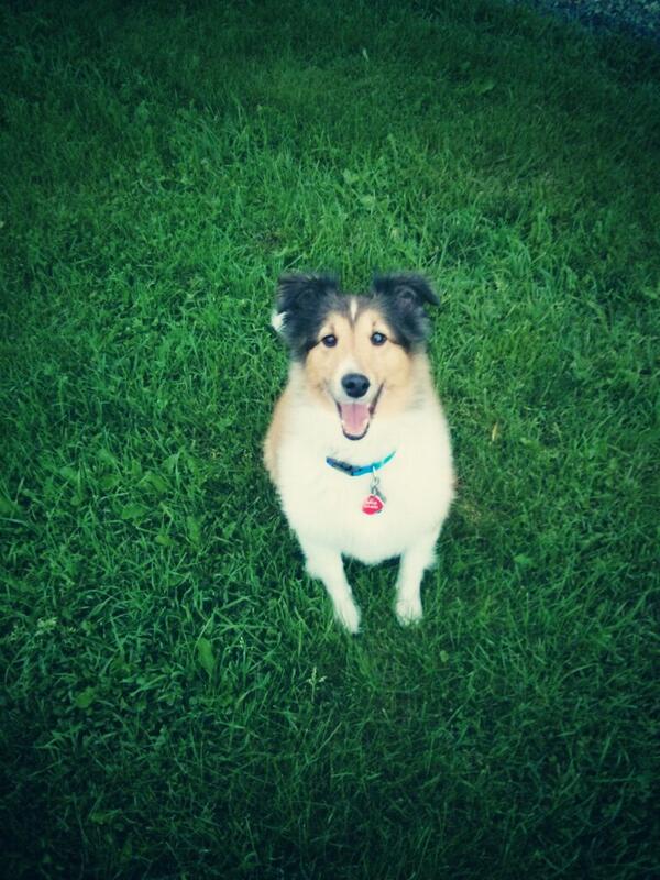 SaintFedX's tweet photo. Miss my dog, Spud http://t.co/4Nh1R7B1uY