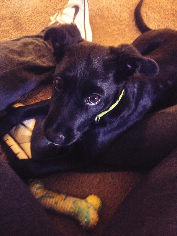 jorodd_12's tweet photo. Cheers to our new puppy sitter @lisacope13 :) http://t.co/AtAuDSHgY0