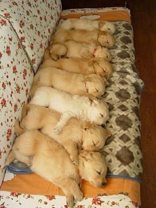 _Paisajes_'s tweet photo. Golden Retrievers! http://t.co/Ao0StN53r0