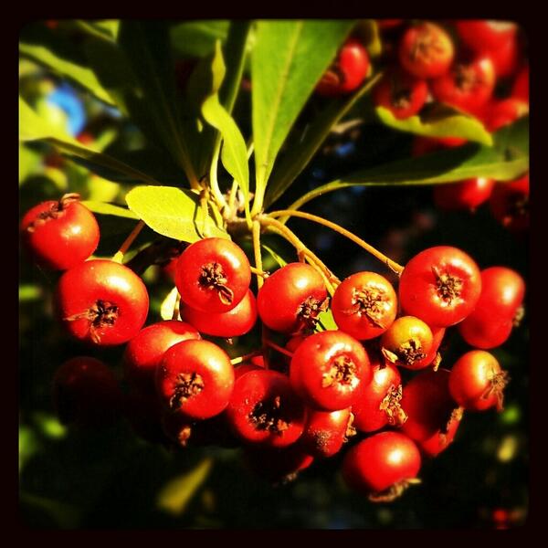 saswade's tweet photo. Cherries (I guess) in morning golden sunlight. http://t.co/51IFeDLeEe http://t.co/dEyAS0OQb2