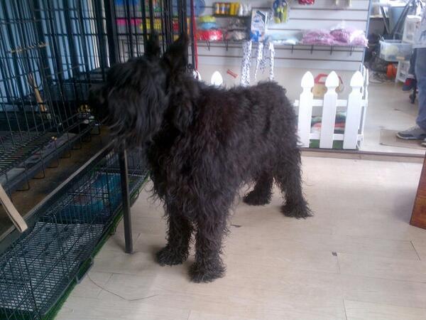 elfarfullo's tweet image. Este es Bruno un Schnauzer Gigante, otro cliente de mundo perruno. CC. Vizcaya. Nivel estacionamiento!