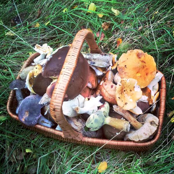 Samuel_Crosby's tweet photo. Foraging @DrunkenDuckInn today with @Tastethewild. Found a few mushrooms! http://t.co/gzxWnRB9Bf