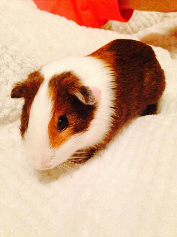 Hamstaboi's tweet photo. Meet my new friend Fitz! He's a super cool dude. http://t.co/XGXgg9EjW6