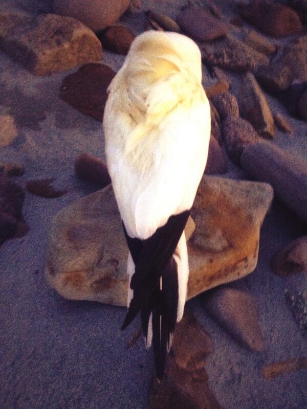 sumburgh's tweet photo. Zzzzzz... http://t.co/9GJhMcOmh8