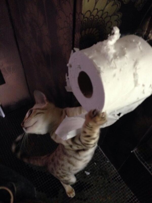 wossy's tweet photo. Who needs to buy cat toys when you have this? http://t.co/bcUMmPj8On