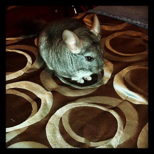 shfluff's tweet image. Mom's bed is the comfiest. I love it and I'm never leaving.