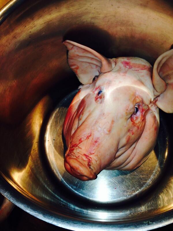 1/4 York...3/4 Russian boar ... 100% tasty