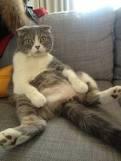 BeirneTom's tweet photo. @KevinKevwallace @jamespcaff tom kat after last night shift http://t.co/RbAir1eSHE