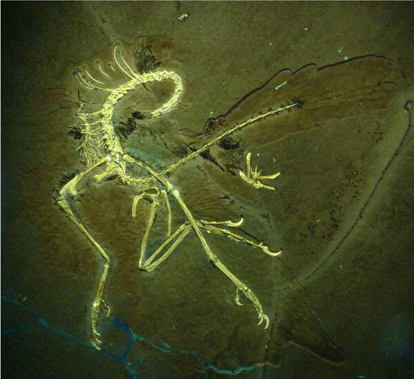 Arrives todays - 'comes to 'life'; later. One chance RARE item view at NHM #SU2013