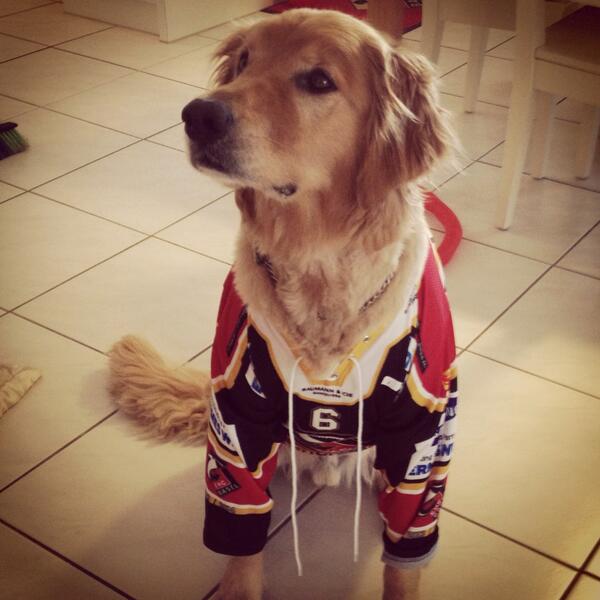 ShayGreentree's tweet photo. This dog makes me laugh! Basel mascot @EHCBaselSharks #moose #bestdog http://t.co/ieReAwAfXt