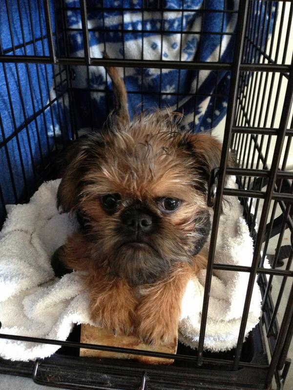 SquidsBrain's tweet photo. meet tuco this saturday at the brussels griffon booth @ meet the breeds @akcdoglovers #brusselsrule  #BrusselsGriffon http://t.co/FcbGiqdHzi