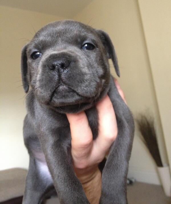 StandUFS's tweet photo. FOR SALE: Blue Staffordshire Pups. 37 Champs. Sired by THE BLUE BOUNCER. T. 07854 988575 http://t.co/g7QxChiila http://t.co/2lNBzWCI1B